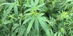 大麻で逮捕されたら弁護士に相談!費用の相場、大麻事件の傾向についても解説